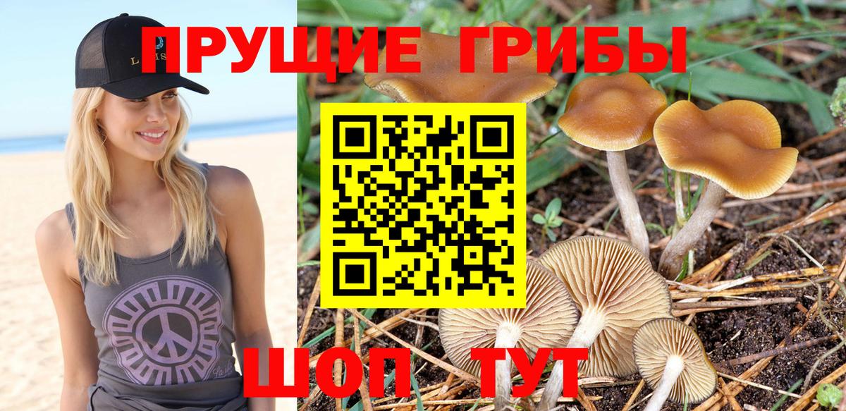 Псилоцибиновые грибы Cubensis Нефтекумск